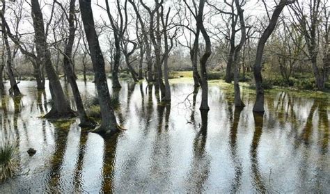 Doğal Güzelliklere Sahip Kızılırmak Deltası: Kuş Cenneti