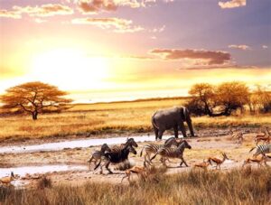 Vahşi Yaşam: Afrika Safarisi