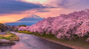 Rengarenk Boyalar: Japonya Kiraz Bahçeleri Festivali